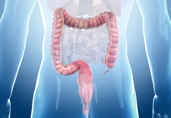 Ilustración anatómica de colon y recto