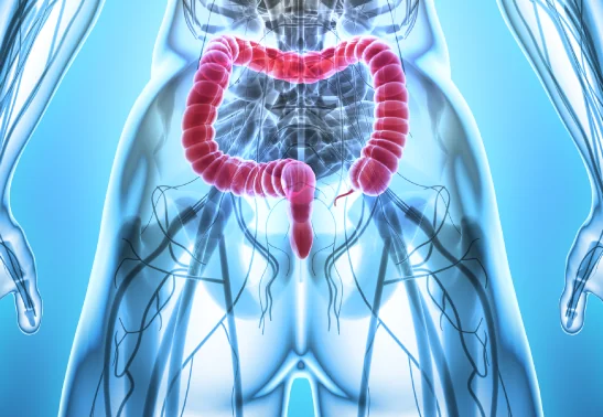 Ilustración anatómica colorrectal